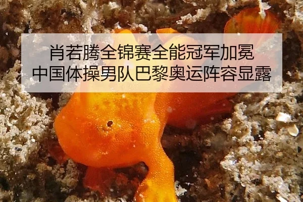 xiao-ruo-teng-quan-jin-sai-quan-neng-guan-jun-jia-mian-zhong-guo-ti-cao-nan-dui-ba-li-ao-yun-zhen-rong-xian-lu-3-250.jpg